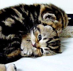 Kitten Licking And Cuddling GIF