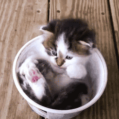 Kitten Licking Paws GIF