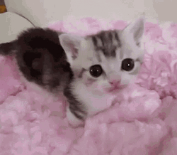 Kitten Licking Sheets GIF