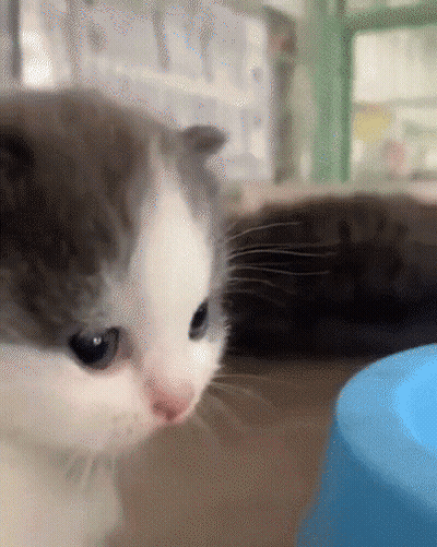 Kitten Looking At Blue Bowl GIF