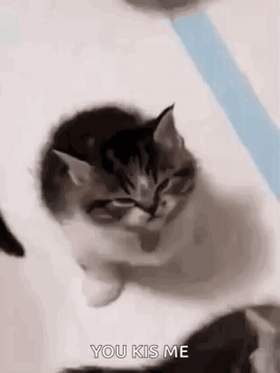 Kitten Looking At Camera, Another Watching GIF