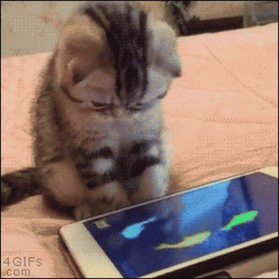 Kitten Looking at Cell Phone With Fish on Screen