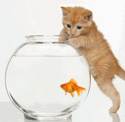 Kitten Looking At Jumping Goldfish GIF