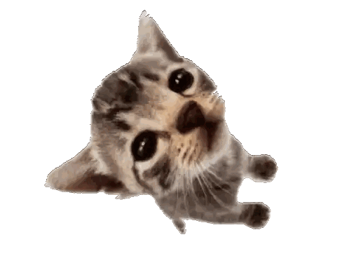 Kitten Looking Up Sticker