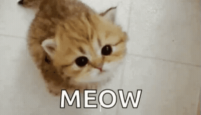 Kitten Looking Up Saying Meow GIF