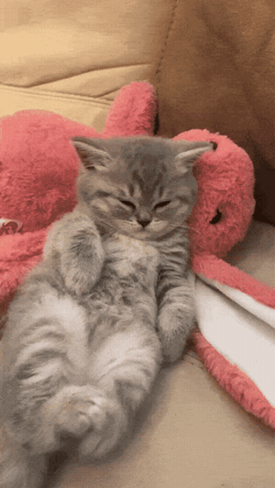 Kitten Lying Next to Stuffed Animal
