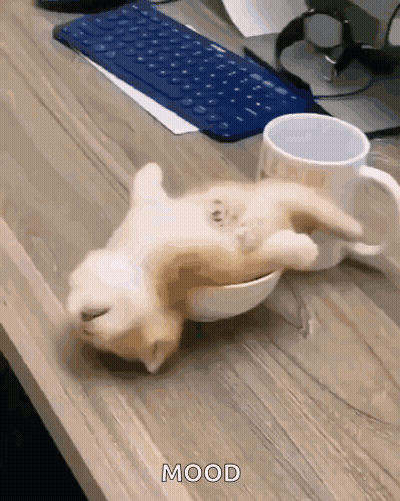 Kitten Lying On Back In Bowl Next To Coffee Cup GIF