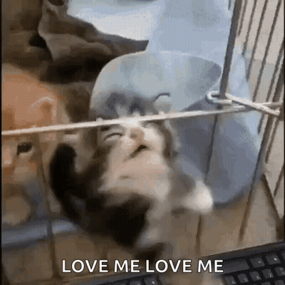 Kitten Lying On Back With Love Me GIF