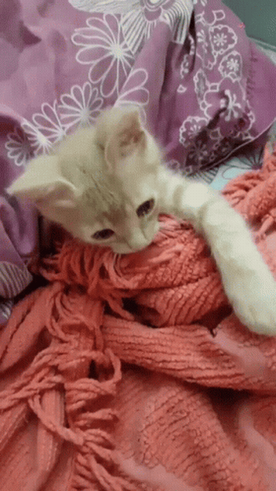 Kitten Lying On Bed With Pink Blanket GIF