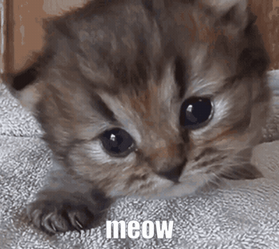 Kitten Lying On Blanket Saying Meow GIF