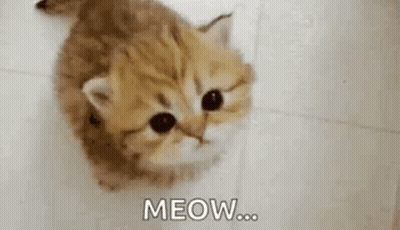 Kitten Lying On Floor Looking Up At Camera GIF