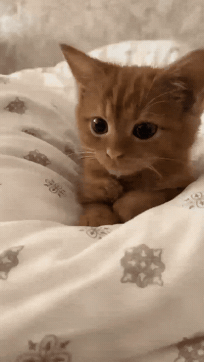 Kitten Lying On Flower Pattern Blanket GIF
