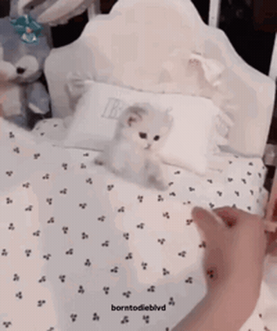 Kitten Lying On Pillow With B GIF