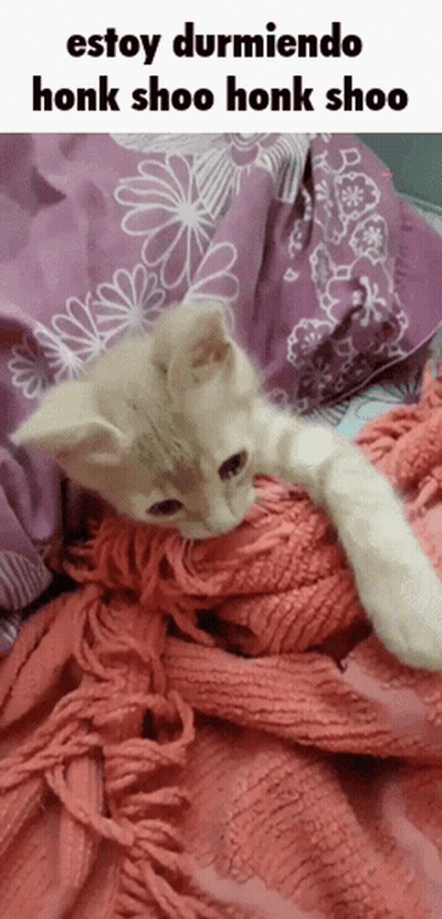 Kitten Lying On Pink Blanket GIF