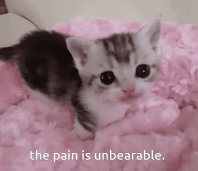 Kitten Lying On Pink Blanket The Pain Is Unbearable GIF