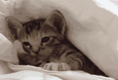 Kitten Lying Under Blanket GIF