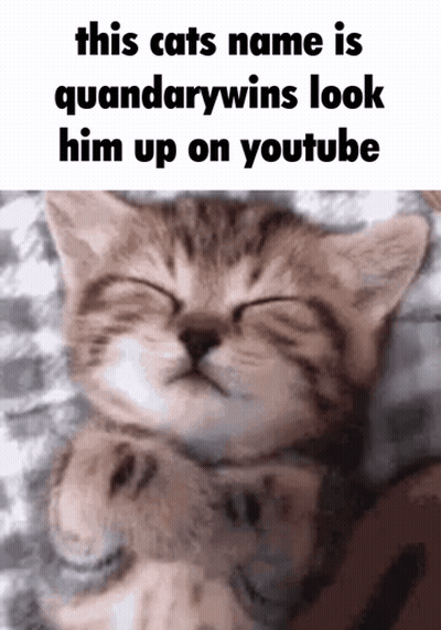 Kitten Named Quandarywins On YouTube GIF