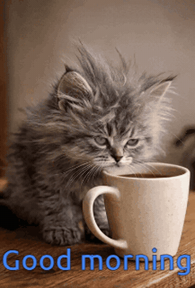 Kitten Next To Coffee Cup With Good Morning GIF