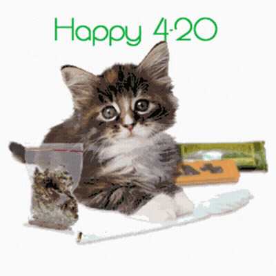 Kitten Next To Marijuana Bag Happy 420 GIF