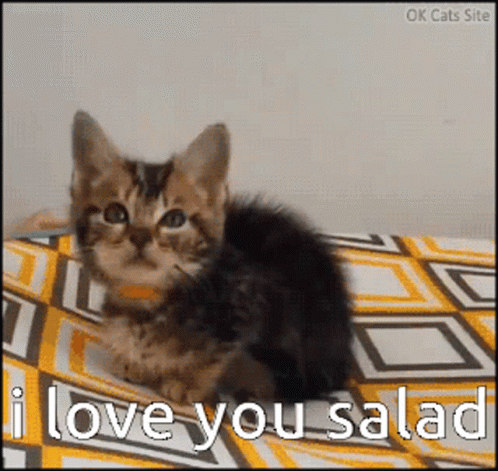 Kitten On Bed With I Love You Salad GIF