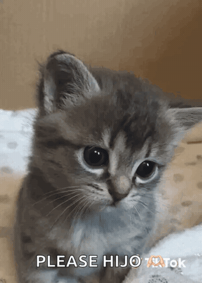 Kitten On Blanket Saying Please Hijo GIF