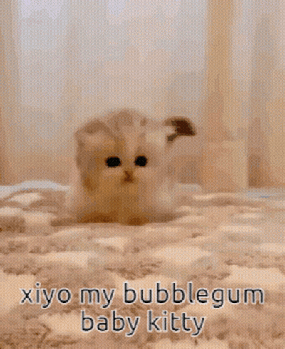 Kitten On Carpet Saying Xiyo My Bubblegum Baby Kitty GIF