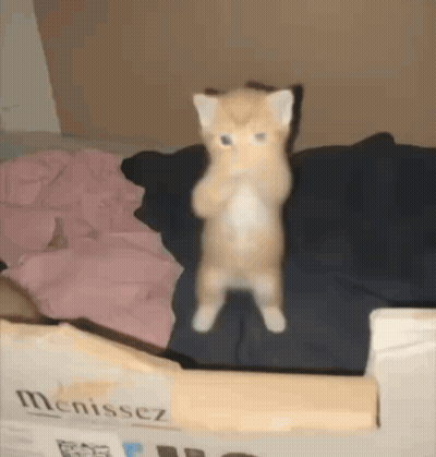 Kitten On Hind Legs Beside Box Menissez GIF