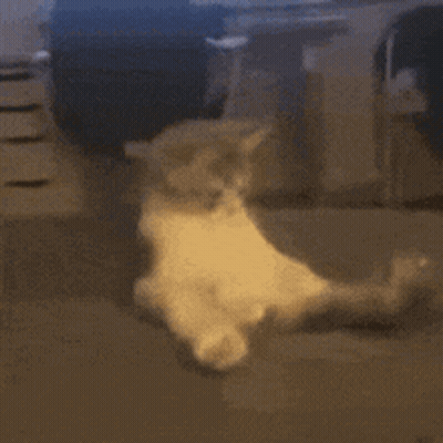 Kitten On Its Back GIF