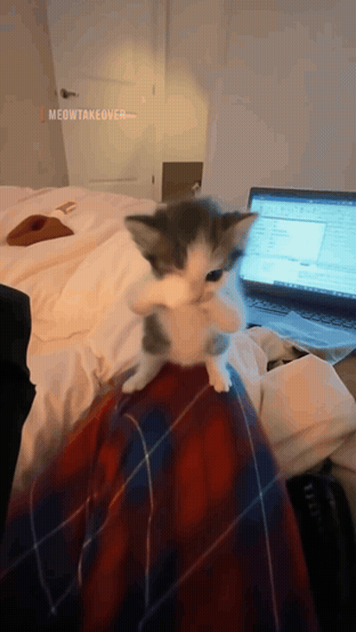 Kitten On Lap With Laptop GIF
