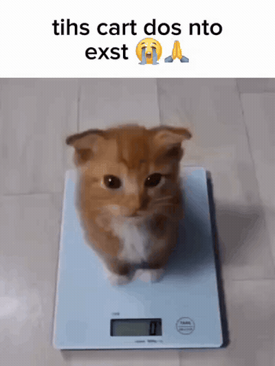 Kitten On Scale With Tihs Cart Dos Nto Exst GIF