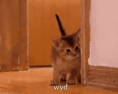 Kitten Peeking Behind Door WYD GIF