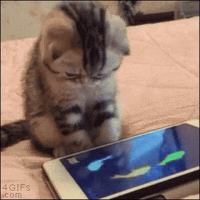 Kitten Playing Game On Cell Phone GIF