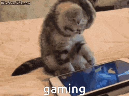 Kitten Playing Game On Cell Phone Gaming GIF