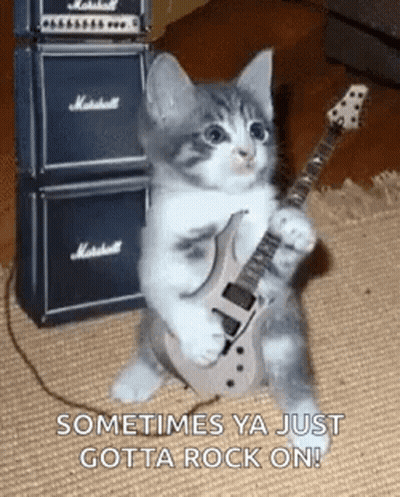 Kitten Playing Guitar In Front Of Amplifier Stack GIF