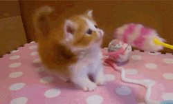 Kitten Playing With A Brush GIF