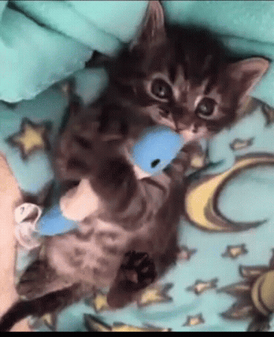 Kitten Playing With Blue Toy On Blanket GIF