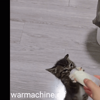 Kitten Playing With Toy Warmachine GIF