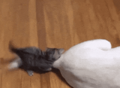 Kitten Playing With White Cat's Tail GIF