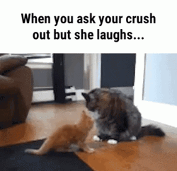 Kitten Pushed By His Crush GIF