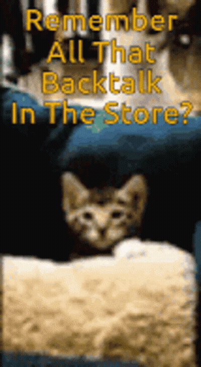 Kitten Remember All That Backtalk In The Store GIF