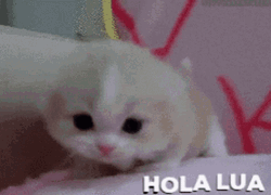 Kitten Saying Hello GIF