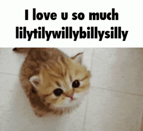 Kitten Saying I Love U So Much Lilytilywillybillysilly GIF