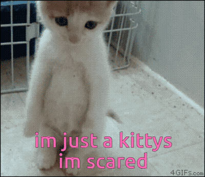 Kitten Saying Im Just A Kitty Im Scared GIF