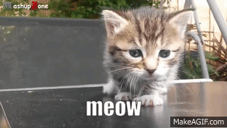 Kitten Saying Meow GIF