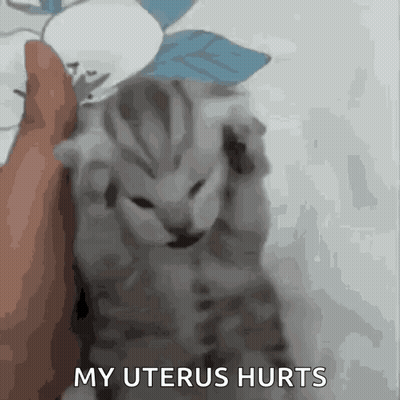 Kitten Saying My Uterus Hurts GIF