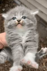Kitten Screaming And Struggling GIF
