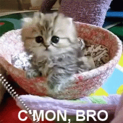 Kitten Sitting In Bowl With Words C Mon Bro GIF