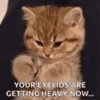 Kitten Sitting In Chair With Caption Your Eyes Are Getting Heavy Now GIF