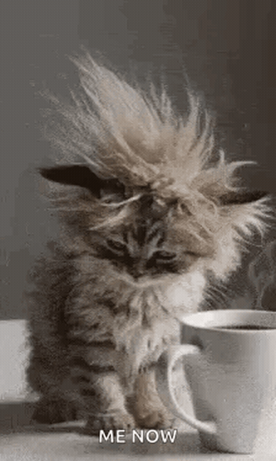 Kitten Sitting Next To Coffee Cup GIF