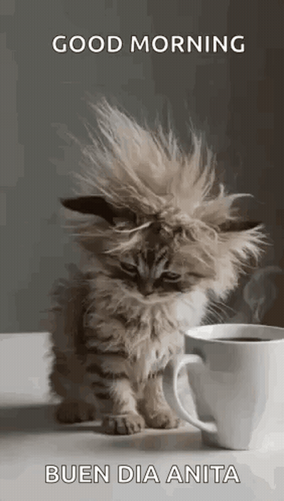 Kitten Sitting Next To Cup Of Coffee GIF